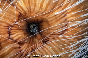 Striped anemone shooting out white sticky defensive threads by Peet J Van Eeden 